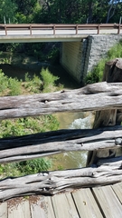 Gloeophyllum striatum