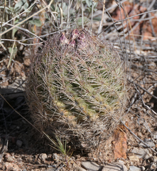 Echinomastus intertextus dasyacanthus