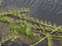 Neptunia oleracea