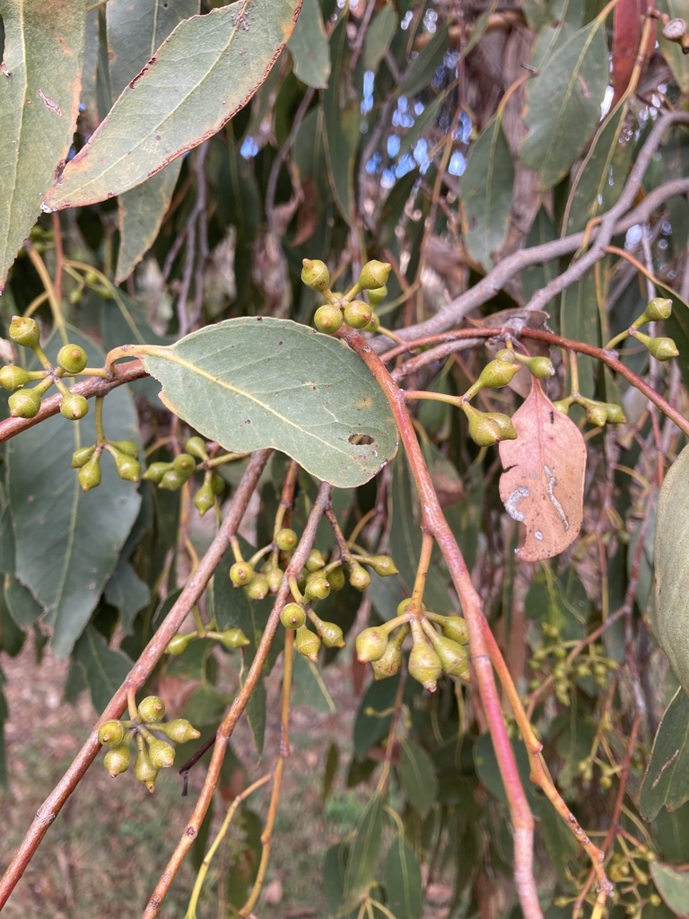 Swamp Gum from Tasmania, Kempton, TAS, AU on April 11, 2024 at 10:43 AM ...