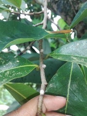Ceroplastes rusci