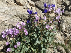 Phacelia campanularia