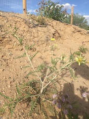 Mentzelia multiflora
