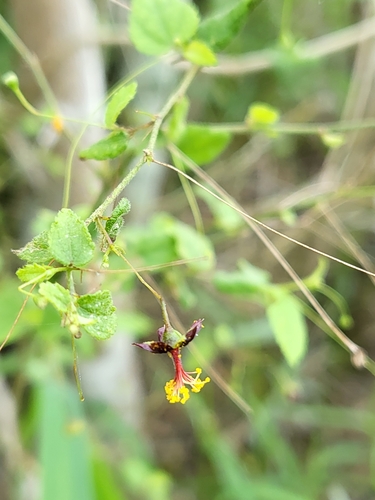 Image of Sidastrum paniculatum by (c) Nicole, some rights reserved (CC BY)