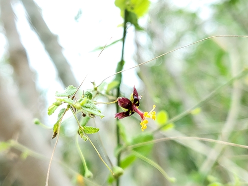 Image of Sidastrum paniculatum by (c) Nicole, some rights reserved (CC BY)