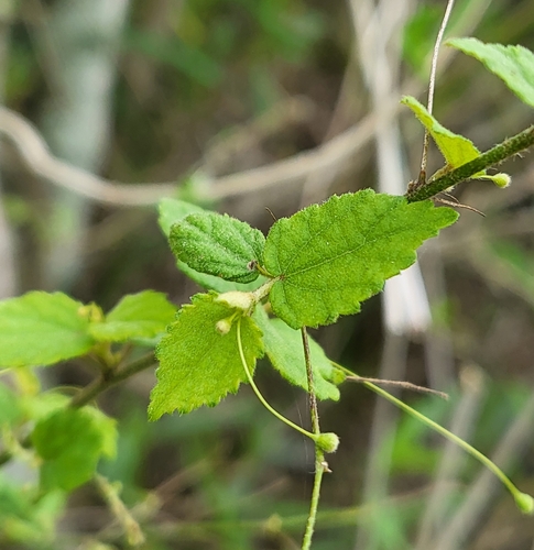 Malva-roxa (Sidastrum paniculatum)