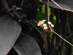 Hoya