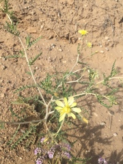 Mentzelia multiflora