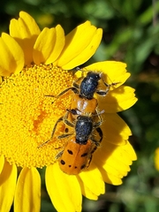 Trichodes octopunctatus