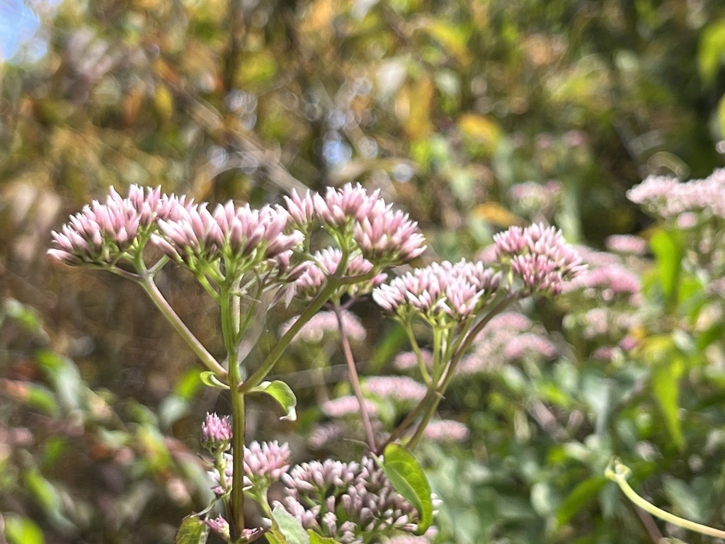 climbing hempvine from Middlesex County, VA, USA on August 23, 2022 at ...