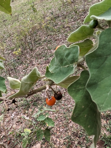 Image of Solanum violaceum by (c) kumarkv, some rights reserved (CC BY)