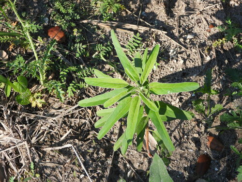 Parks' Croton (Croton parksii)