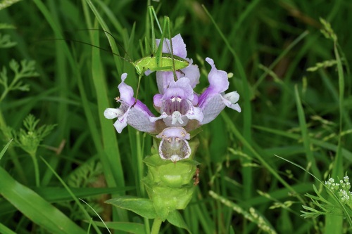 Image of Brazoria enquistii by (c) Michelle W. （鍾偉瑋）, some rights reserved (CC BY)