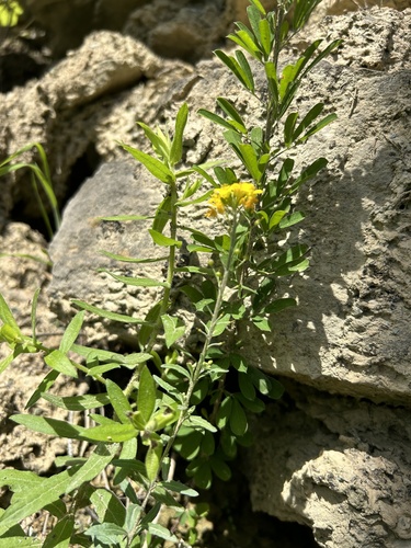 Physaria globosa, photograph 6
