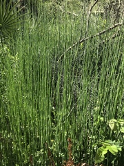 Equisetum laevigatum