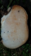 Truncospora mexicana