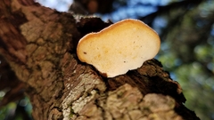 Truncospora mexicana