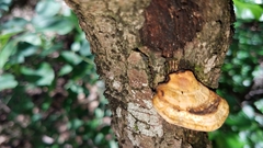 Truncospora mexicana