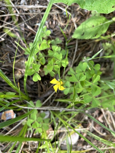 tufted yellow woodsorrel (Oxalis macrantha)