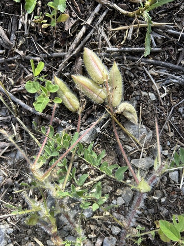 Astragalus tennesseensis, photograph 4