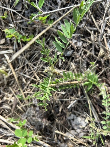 Astragalus tennesseensis, photograph 5