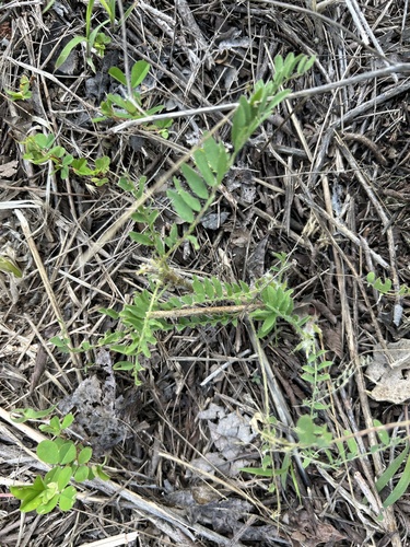 Astragalus tennesseensis, photograph 6