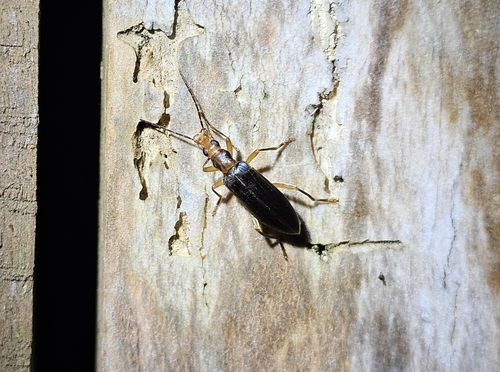 Thelyphassa apicata observed 2024-04-18
