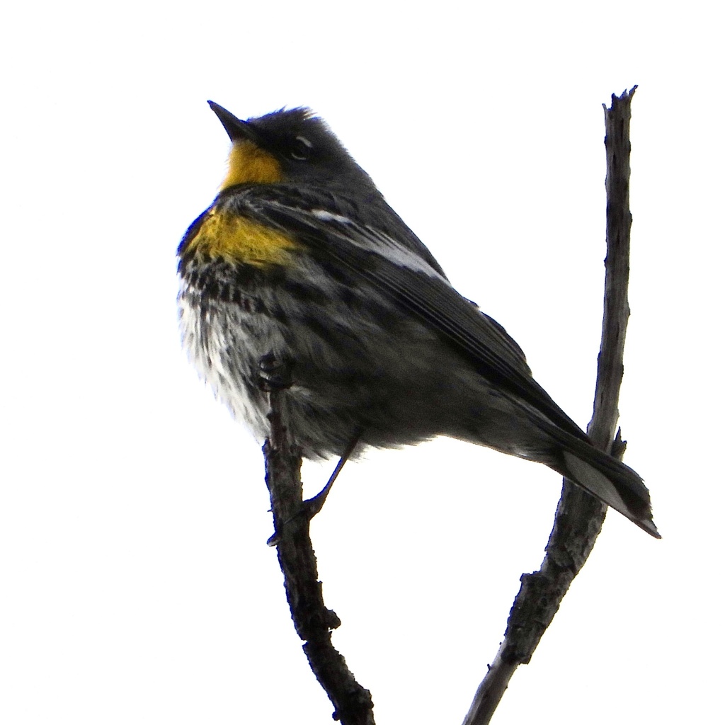 Yellow-rumped Warbler from Porcupine Hill Rd, Laramie, WY, US on May 11 ...