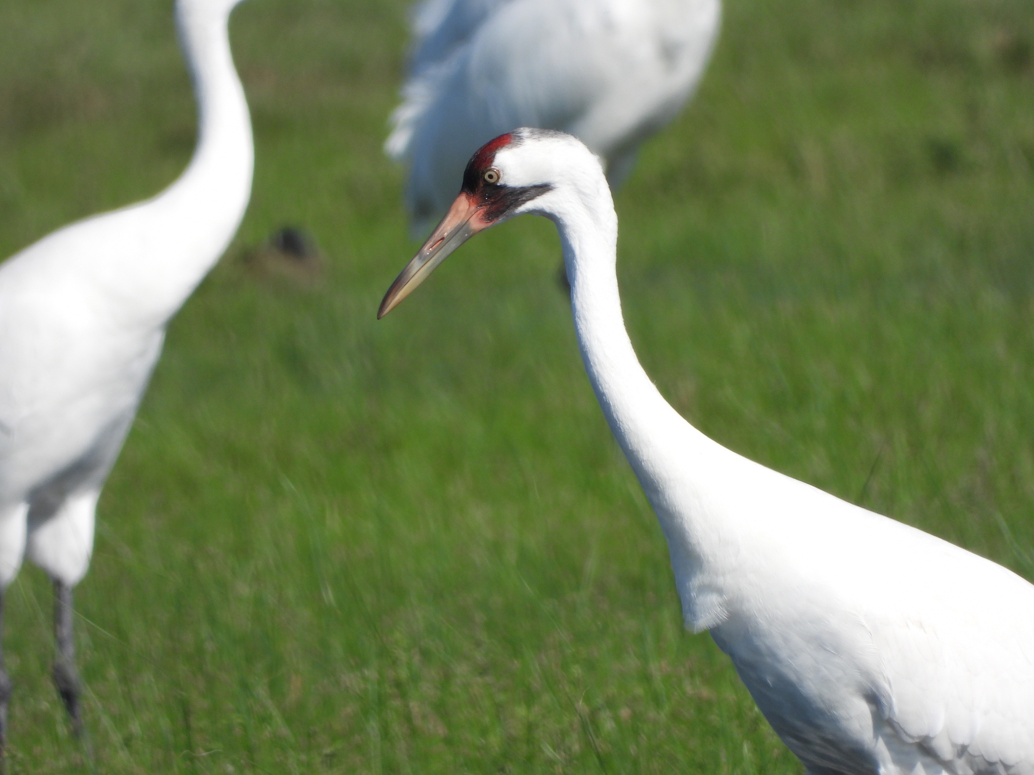 Whooping Crane (Grus americana)