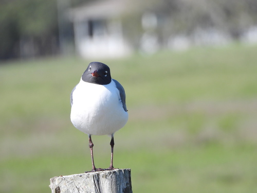 Laughing Gull photographed in Arkansas