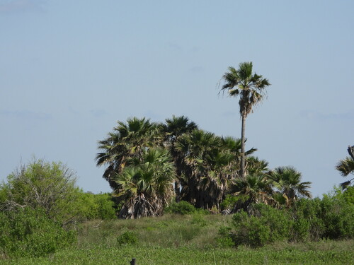 Filibuster Fan Palm (Washingtonia ×)