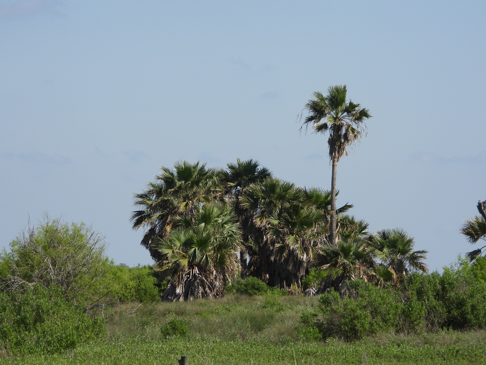 Filibuster Fan Palm (Washingtonia ×)