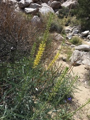 Stanleya pinnata pinnata