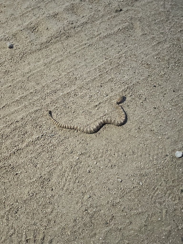 Southwestern Speckled Rattlesnake from Lariat Rd, Pioneertown, CA, US ...