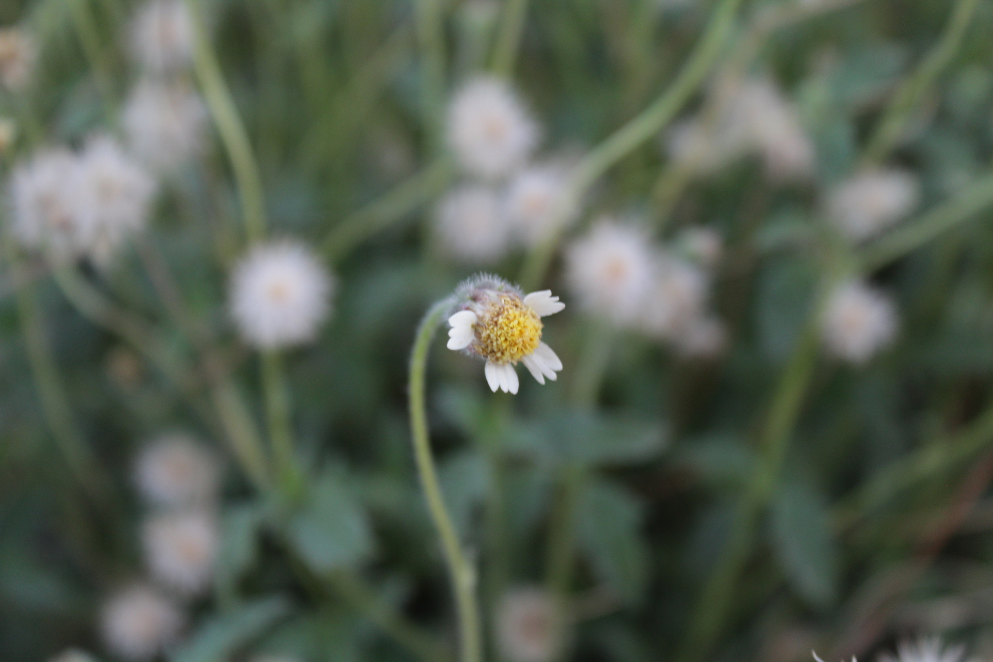 Tridax procumbens