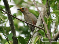 Melanerpes pygmaeus