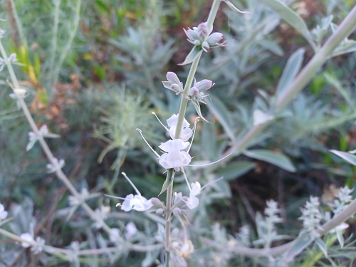 iNaturalist observation photo of white sage