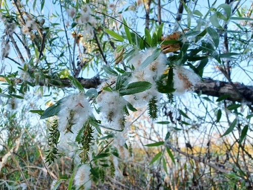 iNaturalist observation photo of Goodding's willow