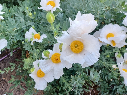 iNaturalist observation photo of Coulter's matilija poppy