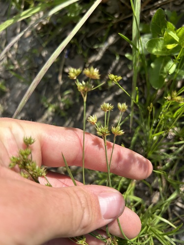 Ringseed rush (Juncus filipendulus)