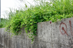 Rhynchosia volubilis