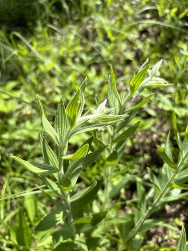 Tennessee marbleseed (Lithospermum molle)