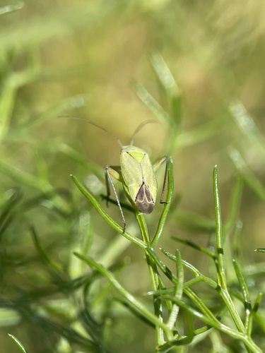 Potato Mirid photo 4