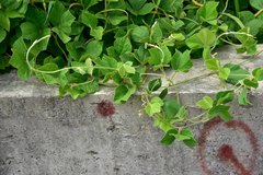 Rhynchosia volubilis