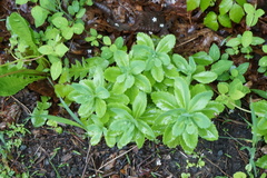 Hylotelephium telephium