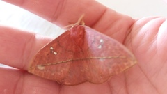 Lonomia obliqua