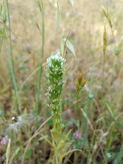 Castilleja attenuata