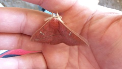 Lonomia obliqua