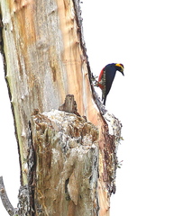 Melanerpes cruentatus