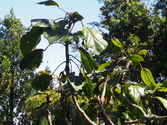 Oreopanax pycnocarpus